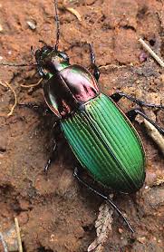 Attēlu rezultāti vaicājumam “Poecilus lepidus”