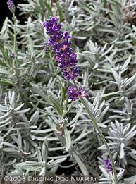 Attēlu rezultāti vaicājumam “Lavandula angustifolia flower”