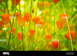 Attēlu rezultāti vaicājumam “Physalis alkekengi flower”