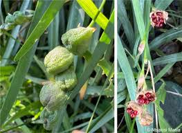 Attēlu rezultāti vaicājumam “Lophozia laxa”