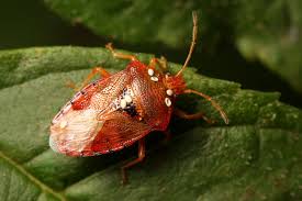 Attēlu rezultāti vaicājumam “Elasmucha grisea”