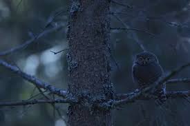 Attēlu rezultāti vaicājumam “Glaucidium passerinum adult”
