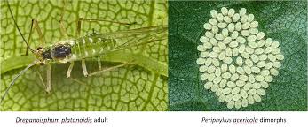 Attēlu rezultāti vaicājumam “Drepanosiphum platanoidis exuvia”