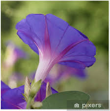 Image result for Prunkwinde