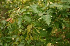 Attēlu rezultāti vaicājumam “Acer tataricum leaf”