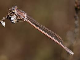 Attēlu rezultāti vaicājumam “Sympecma paedisca”