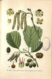 Attēlu rezultāti vaicājumam “Alnus glutinosa”