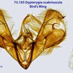 Attēlu rezultāti vaicājumam “Dypterygia scabriuscula”