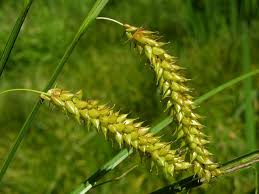 Attēlu rezultāti vaicājumam “Carex vesicaria”