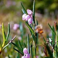 Attēlu rezultāti vaicājumam “Andromeda polifolia”