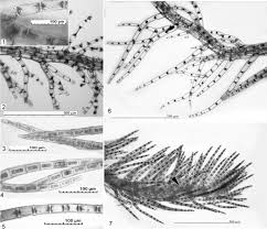 Attēlu rezultāti vaicājumam “Blepharostoma trichophyllum”