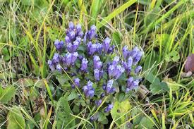 Attēlu rezultāti vaicājumam “Gentianella campestris”