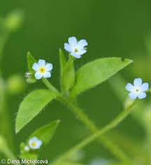 Attēlu rezultāti vaicājumam “Myosotis sparsiflora flower”