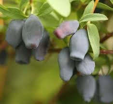 Attēlu rezultāti vaicājumam “Lonicera caprifolium fruit”