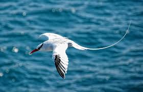 Image result for Phaethon aethereus