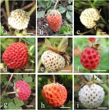 Attēlu rezultāti vaicājumam “Fragaria viridis fruit”