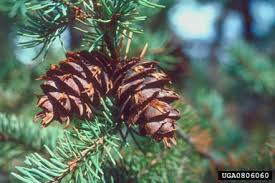 Attēlu rezultāti vaicājumam “Pseudotsuga menziesii fruit”