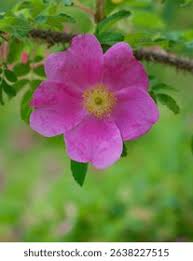 Attēlu rezultāti vaicājumam “Rosa majalis”