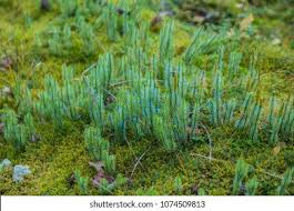 Attēlu rezultāti vaicājumam “Polytrichum commune var. perigoniale”