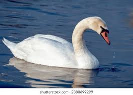 Attēlu rezultāti vaicājumam “Cygnus olor adult”