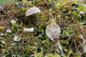 Attēlu rezultāti vaicājumam “Arrhenia retiruga”