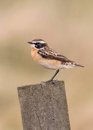 Attēlu rezultāti vaicājumam “Saxicola rubetra”