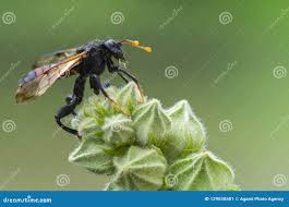 Attēlu rezultāti vaicājumam “Cimbex femoratus”