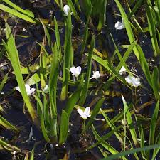Attēlu rezultāti vaicājumam “Stratiotes aloides flower”