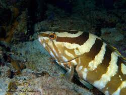 Image result for Epinephelus striatus