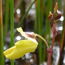Attēlu rezultāti vaicājumam “Utricularia minor bud”