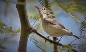 Image result for Hippolais pallida