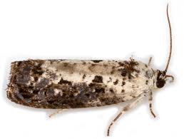 Attēlu rezultāti vaicājumam “Hedya salicella”