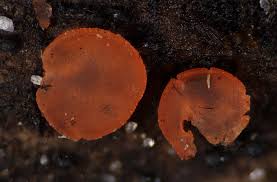 Attēlu rezultāti vaicājumam “Ombrophila violacea spores”