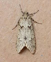 Attēlu rezultāti vaicājumam “Diurnea fagella”