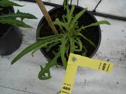 Attēlu rezultāti vaicājumam “Lactuca tatarica bud”