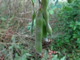 Attēlu rezultāti vaicājumam “Laburnum”
