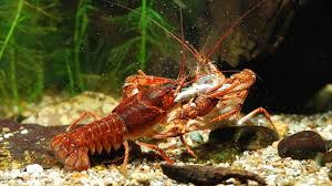 Attēlu rezultāti vaicājumam “Astacus leptodactylus”