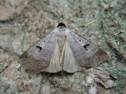 Attēlu rezultāti vaicājumam “Lygephila pastinum”