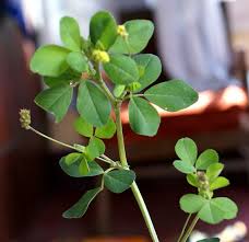 Attēlu rezultāti vaicājumam “Medicago lupulina leaf”