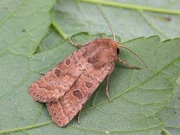 Attēlu rezultāti vaicājumam “Hoplodrina octogenaria”