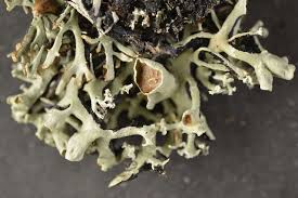 Attēlu rezultāti vaicājumam “Hypogymnia vittata”