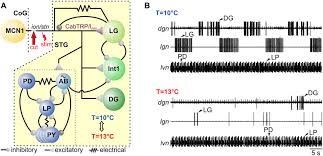Image result for Cancer borealis