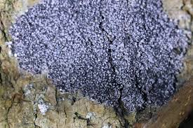 Attēlu rezultāti vaicājumam “Enerthenema papillatum stalked”