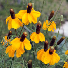 Image result for Ratibida columnifera