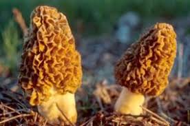 Attēlu rezultāti vaicājumam “Morchella sp.”