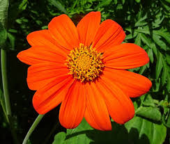 Image result for Tithonia rotundifolia