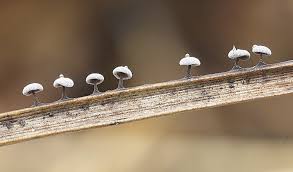 Attēlu rezultāti vaicājumam “Didymiaceae”