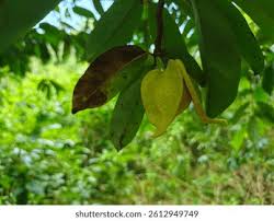 Attēlu rezultāti vaicājumam “Libanotis montana fruit”