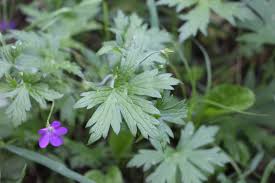 Attēlu rezultāti vaicājumam “Geranium palustre leaf”