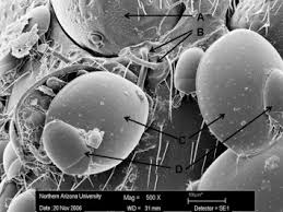 Attēlu rezultāti vaicājumam “Hylastes sp.”